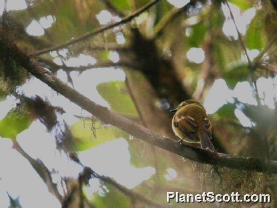 Flavescent Flycatcher (Myiophobus flavicans)