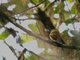 Flavescent Flycatcher (Myiophobus flavicans) 