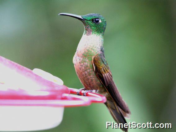 Fawn-breasted Brilliant (Heliodoxa rubinoides)