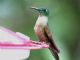 Fawn-breasted Brilliant (Heliodoxa rubinoides) 