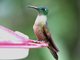 Fawn-breasted Brilliant (Heliodoxa rubinoides) 
