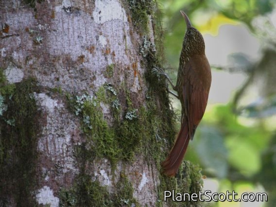 Montane Woodcreeper (Lepidocolaptes lacrymiger) 