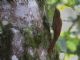 Montane Woodcreeper (Lepidocolaptes lacrymiger) 