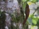 Montane Woodcreeper (Lepidocolaptes lacrymiger) 