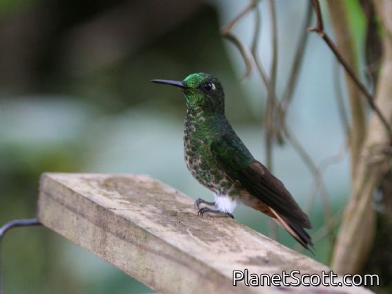 Buff-tailed Coronet (Boissonneaua flavescens) 