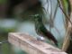 Buff-tailed Coronet (Boissonneaua flavescens) 