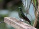 Buff-tailed Coronet (Boissonneaua flavescens) 