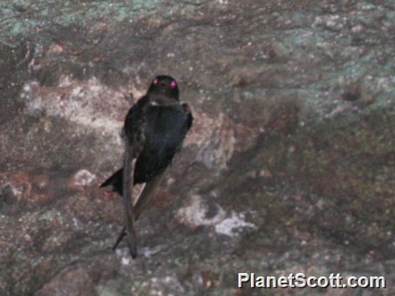 White-collared Swift (Streptoprocne zonaris)