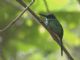 Rufous-tailed Jacamar (Galbula ruficauda) 