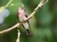 Southern Rough-winged Swallow (Stelgidopteryx ruficollis) 