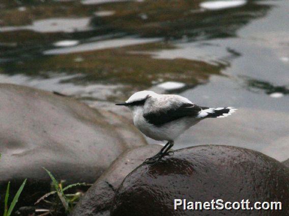 Masked Water-Tyrant (Fluvicola nengeta)