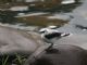 Masked Water-Tyrant (Fluvicola nengeta) 