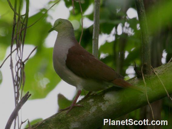 Pallid Dove (Leptotila pallida)