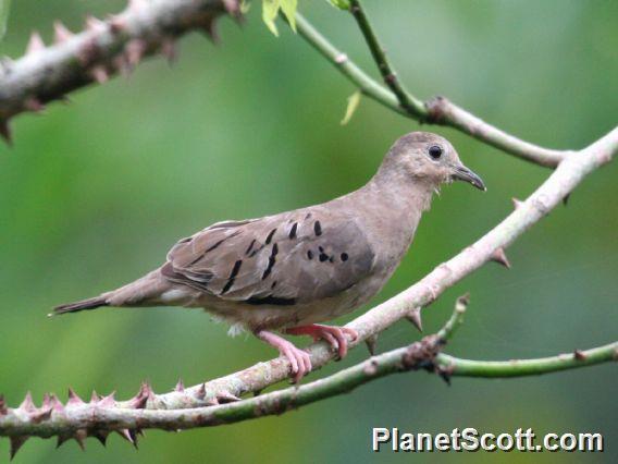 Ecuadorian Ground-Dove (Columbina buckleyi)