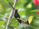 Purple-chested Hummingbird (Amazilia rosenbergi) 