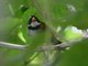 Orange-billed Sparrow (Arremon aurantiirostris)