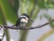 Green Kingfisher (Chloroceryle americana) 