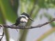 Green Kingfisher (Chloroceryle americana)