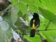 Flame-rumped Tanager (Ramphocelus flammigerus) 