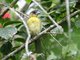 Flame-rumped Tanager (Ramphocelus flammigerus)