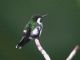 Green Thorntail (Popelairia conversii) Female