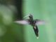 White-whiskered Hermit (Phaethornis yaruqui) 