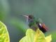 Rufous-tailed Hummingbird (Amazilia tzacatl) 