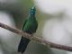 Green-crowned Brilliant (Heliodoxa jacula) Male