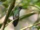 Green-crowned Brilliant (Heliodoxa jacula) Female