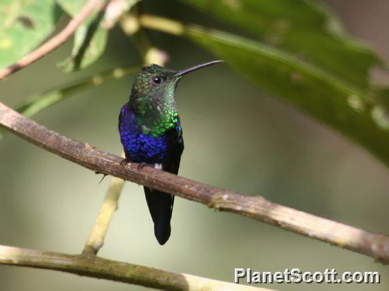 Crowned Woodnymph (Thalurania colombica)