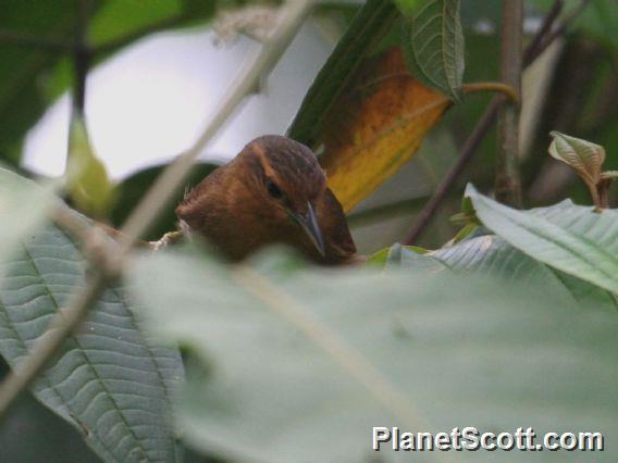 Buff-fronted Foliage-gleaner (Dendroma rufa)