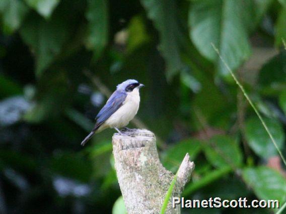 Fawn-breasted Tanager (Pipraeidea melanonota)