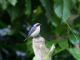 Fawn-breasted Tanager (Pipraeidea melanonota) 