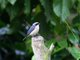Fawn-breasted Tanager (Pipraeidea melanonota)