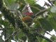 Golden-olive Woodpecker (Piculus rubiginosus)