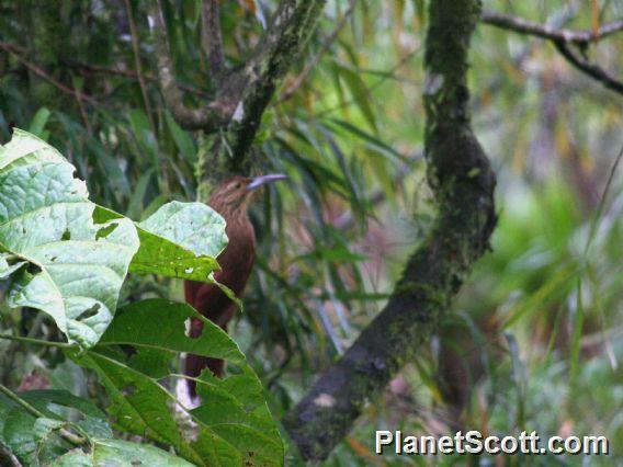 Strong-billed Woodcreeper (Xiphocolaptes promeropirhynchus)