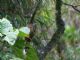 Strong-billed Woodcreeper (Xiphocolaptes promeropirhynchus) 