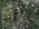 Golden-headed Quetzal (Pharomachrus auriceps) 