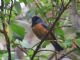 Blue-backed Conebill (Conirostrum sitticolor) 