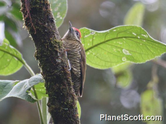 Bar-bellied Woodpecker (Dryobates nigriceps)