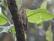 Bar-bellied Woodpecker (Veniliornis nigriceps)