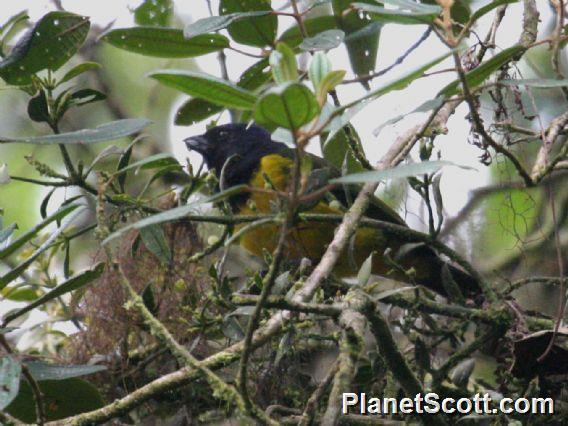 Black-chested Mountain-Tanager (Cnemathraupis eximia)