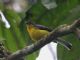 Spectacled Redstart (Myioborus melanocephalus) 