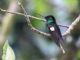 Buff-winged Starfrontlet (Coeligena lutetiae) 