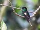 Buff-winged Starfrontlet (Coeligena lutetiae)