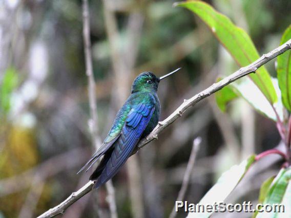 Great Sapphirewing (Pterophanes cyanopterus)