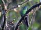 Sapphire-vented Puffleg (Eriocnemis luciani) 