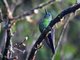 Sapphire-vented Puffleg (Eriocnemis luciani)