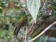 Tyrian Metaltail (Metallura tyrianthina) Male