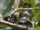 Tyrian Metaltail (Metallura tyrianthina) Female